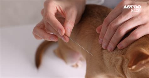 How Acupuncture Can Help Your Pets With Pain and Anxiety