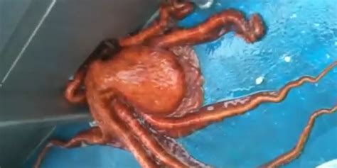 How An Octopus Weighing 600 Pounds Squeezes Through …