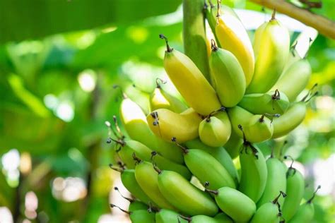 How Are Bananas Harvested Commercially? - Stellina Marfa