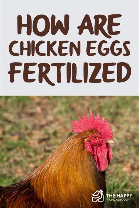 How Are Chicken Eggs Fertilized - The Happy …