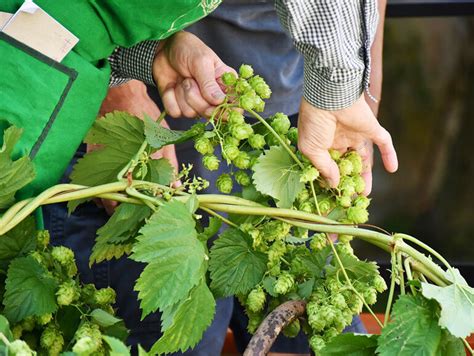 How Are Hops Grown and Harvested? The Beer Connoisseur