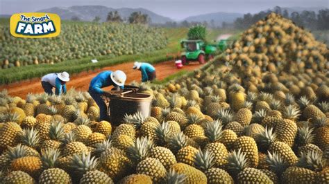 How Are Pineapples Harvested and Transported? - Tridge