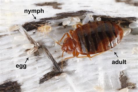 How Bed Bugs Travel - Pine Knoll Lodge & Cabins