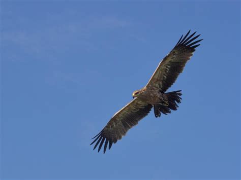 How Big Are Golden Eagles? (Wingspan + Size) - Unianimal