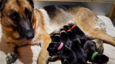 How Big Are Newborn German Shepherd Puppies