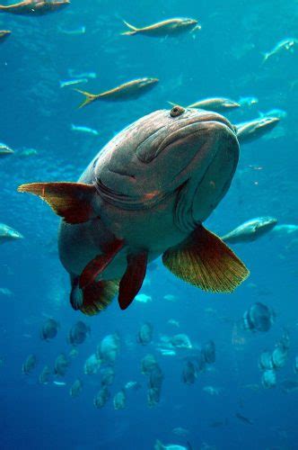 How Big Can a Grouper Get? Reel Fishing Guru