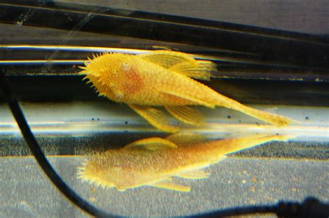 How Big Do Albino Plecos Get? FishingIsEasy