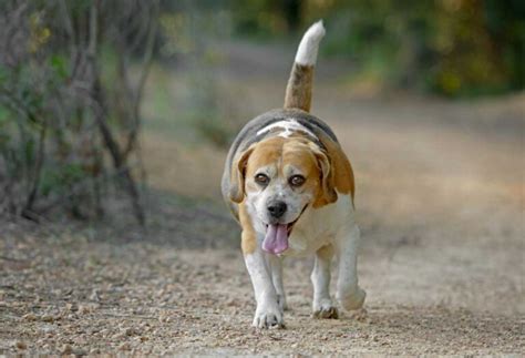 How Big Do Beagles Get? - PatchPuppy.com