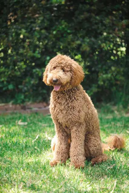 How Big Do F1B Goldendoodles Get? (Size/Weight Guide)