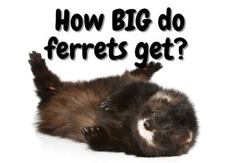 How Big Do Ferrets Get? (With Pictures) - The Pet Savvy