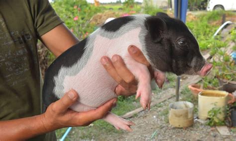 How Big Does A Micro Pig Get Find Out Here All Animals Guide