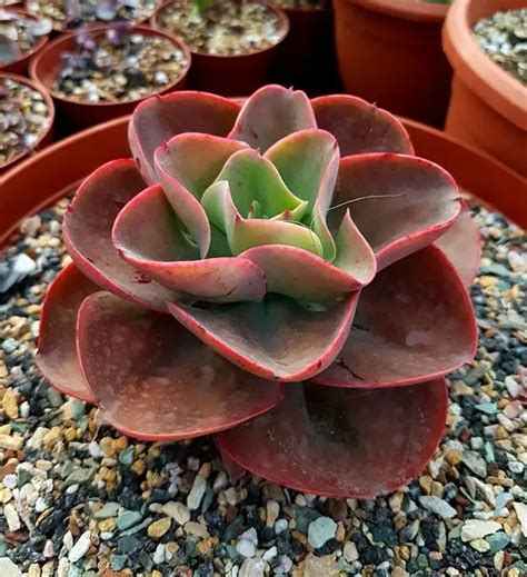 How Big Does An Echeveria Gibbiflora Get? - Study Nature