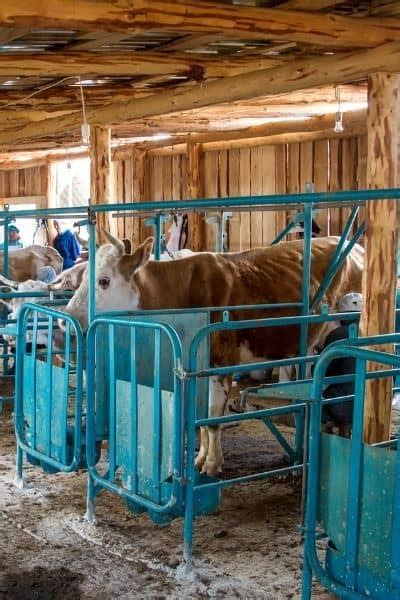 How Big Should a Cow Stall Be? Key Factors to Consider for Best …