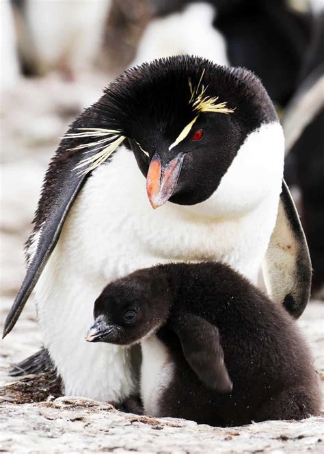 How Big are Baby Penguins? - Penguin Facts and Information