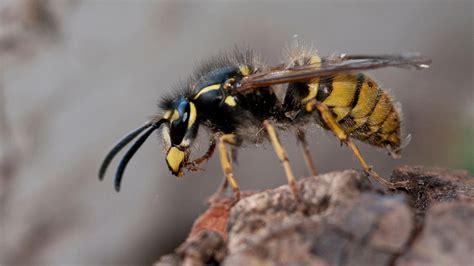 How Big is a Queen Wasp? - Woodland Trust