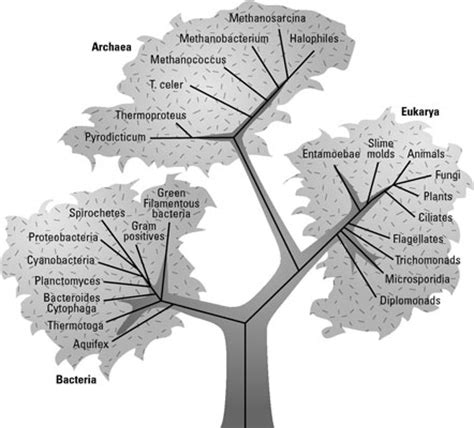 How Biologists Classify Life - dummies