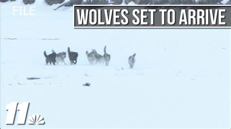 How CPW plans to avoid livestock conflict while reintroducing wolves