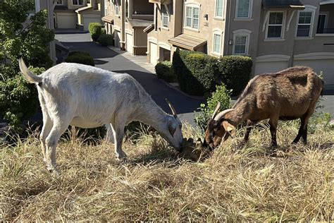 How California’s overtime law threatens use of grazing goats to prevent wildfires