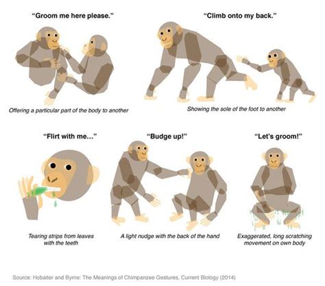 How Can Apes Communicate? - Nature ScienceBriefss.com