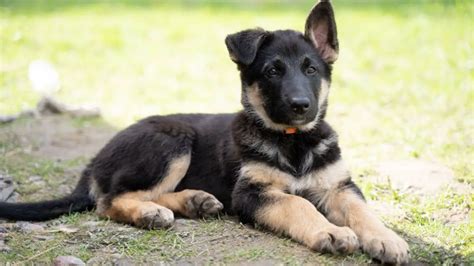 How Can I Get A Free German Shepherd Puppy