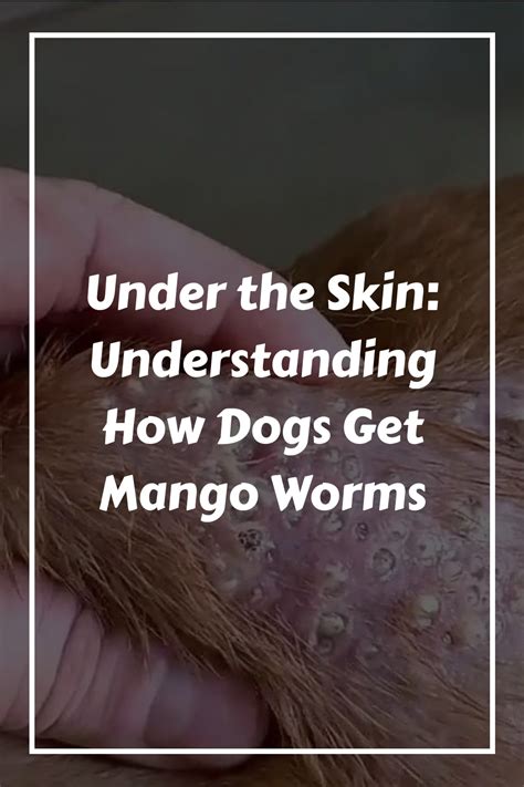 How Can You Get Mango Worms