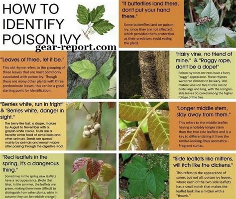 How Can You Identify Poison Ivy How To Do Thing