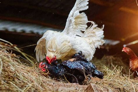 How Can You Tell If Your Rooster Is Doing His Job?