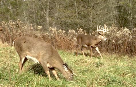 How Chemicals Affect, Control the Whitetail Rut - Deer and Deer …