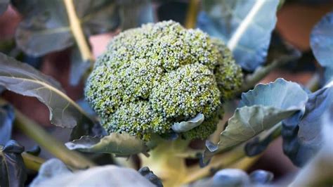 How Cold Can Broccoli Tolerate? Here’s The Answer! - Plantophiles