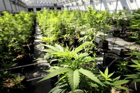 How Colorado's Marijuana industry has changed since legalization a decade ago