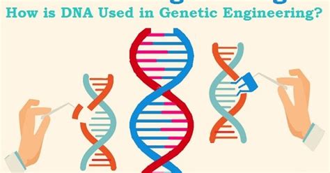 How DNA is modified for use in genetic engineering?