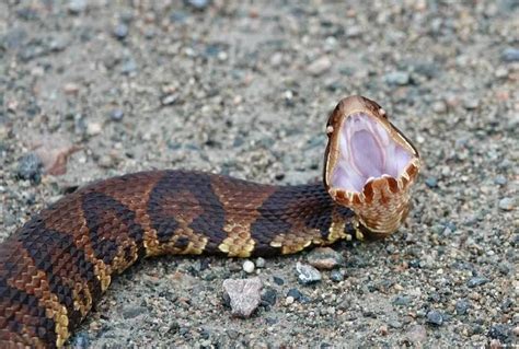 How Deadly Is A Cottonmouth? - Reptile Link