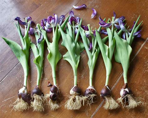 How Deep And Far Apart To Plant Tulip Bulbs - SmileySprouts