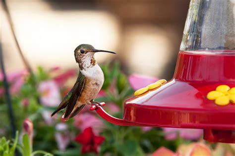 How Do Almost All Hummingbirds Locate Feeders?