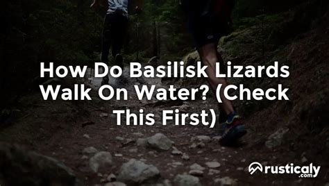 How Do Basilisk Lizards Walk On Water? Clearly Explained!