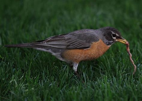 How Do Birds Find Worms? (The Amazing Skills Of Birds!)