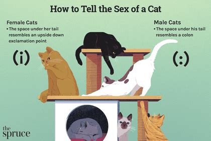 How Do Cats Reproduce Sexually brewidea