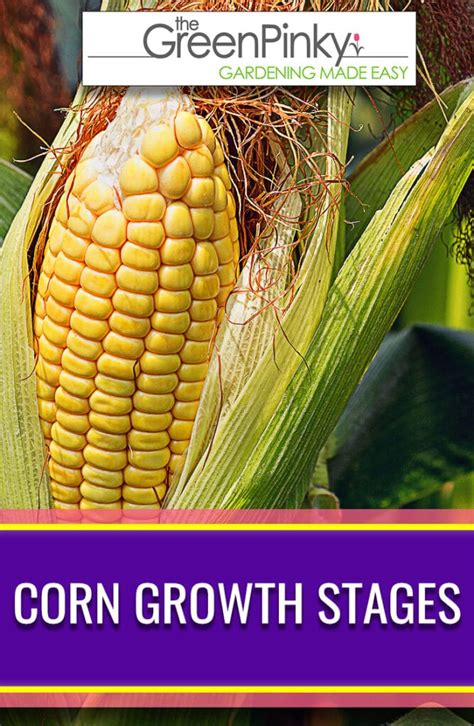 How Do Corn Grow? Review of All the Growing Stages - The …