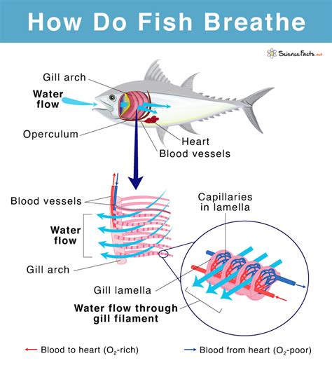 How Do Fish Breathe? Updated 2024 - Zo…