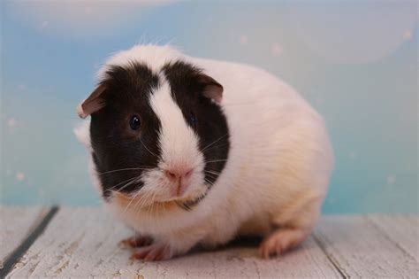 How Do Guinea Pigs Get Fleas? (Treatment & Prevention Tips)