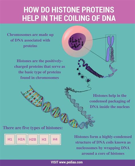 How Do Histone Proteins Help in the Coiling of DNA
