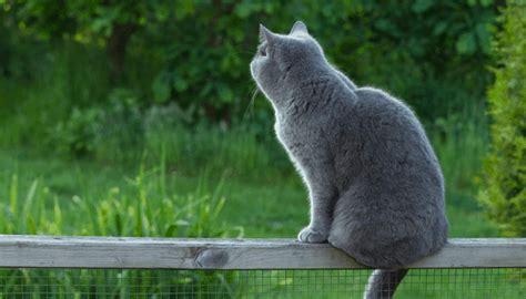 How Do I Stop My Cat from Jumping Over the Fence?