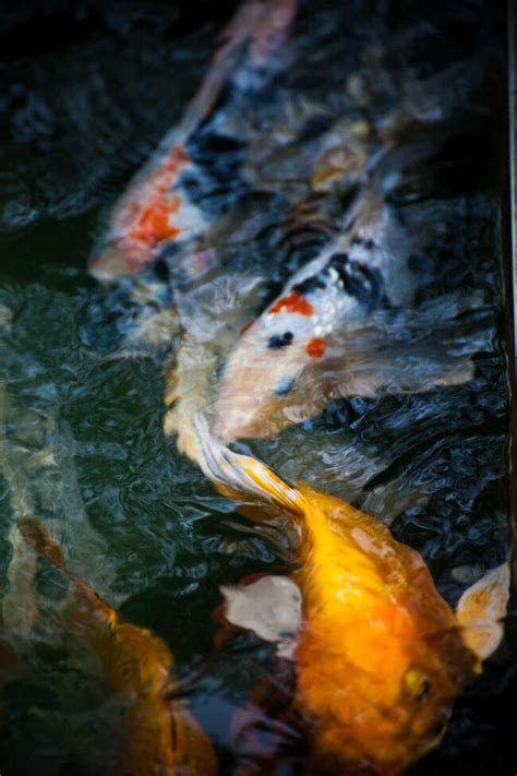 How Do Koi Fish Give Birth? The Spawning Process Explained