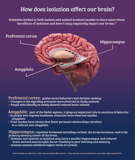 How Do Loneliness and Social Isolation Affect the Brain 