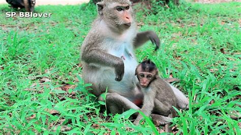 How Do Monkey Weaning Baby - Mom Try Run Away …