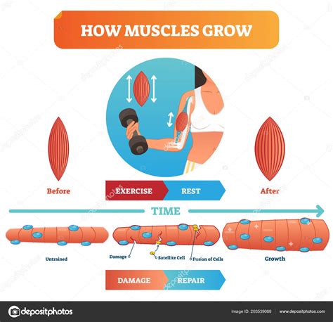 How Do Muscles Grow 