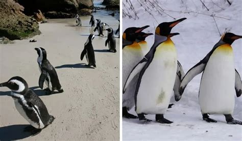 How Do Penguins Survive the Cold? - Polar Guidebook