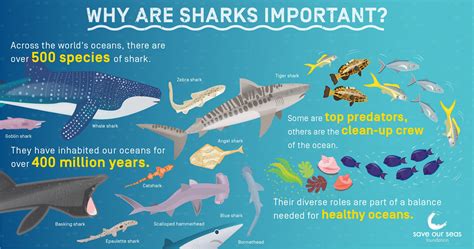 How Do Sharks Know Where You Are? - Stellina Marfa