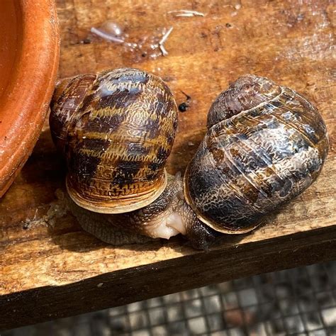 How Do Snails Reproduce? - Learn About Nature