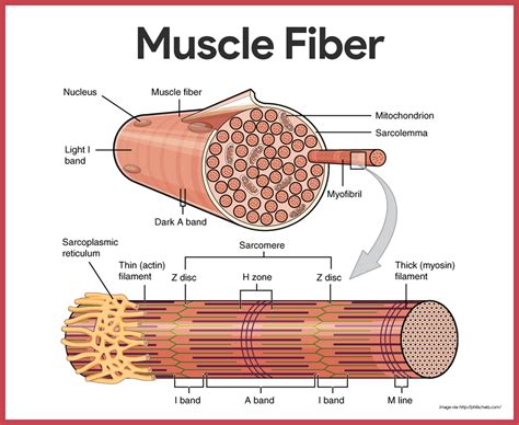 How Do We Name Muscles – Micro B Life